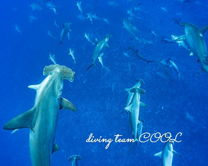 ハンマーヘッドシャーク