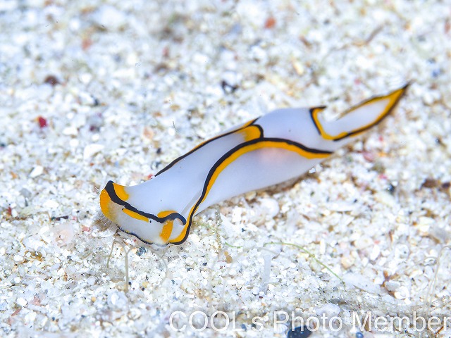 クロヘリシロツバメガイ