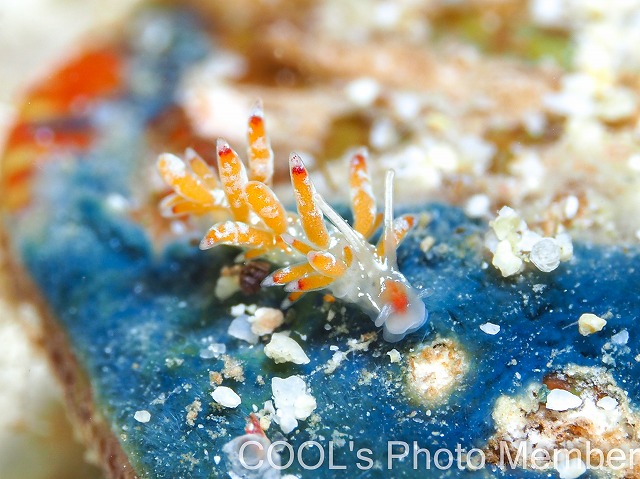 シロタエウミウシ属の一種75