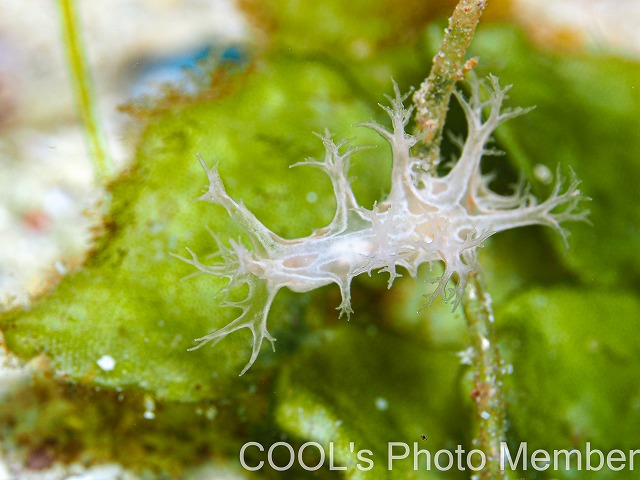 スカシハナガサウミウシ