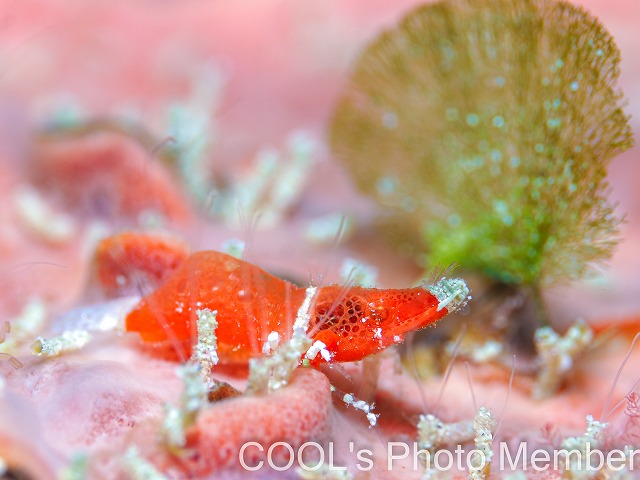 ラトレウテス・ビコルニス