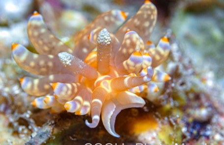 ワグシミノウミウシ