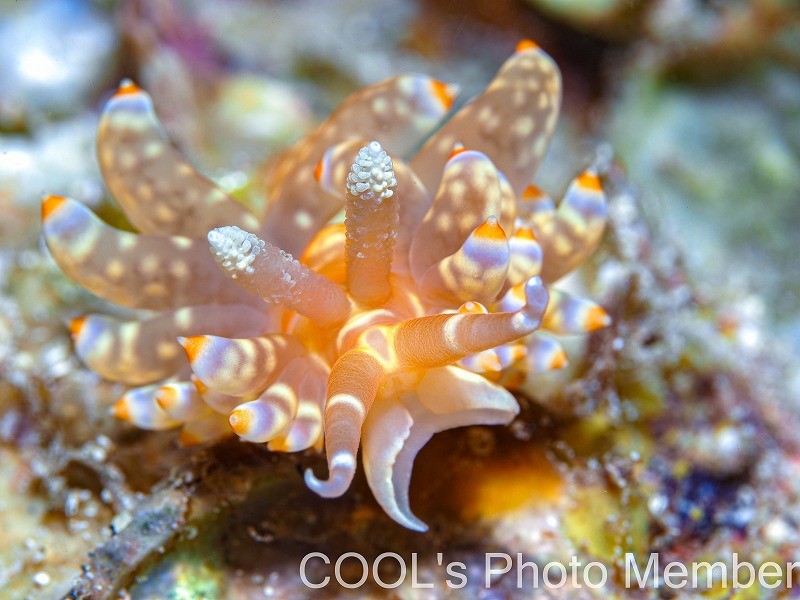 ワグシミノウミウシ