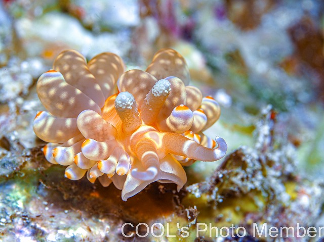 ワグシミノウミウシ