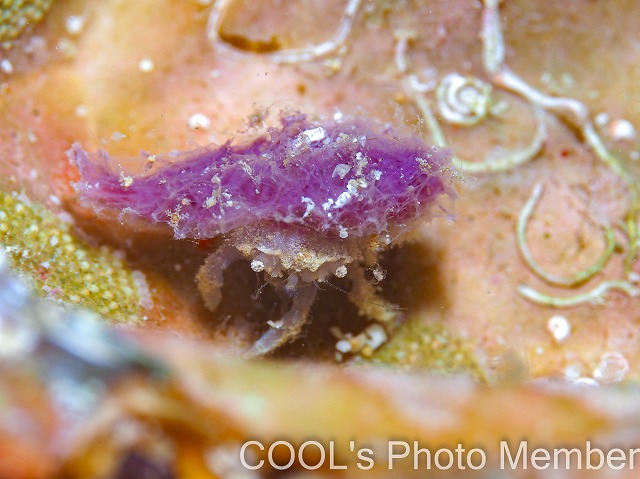 カイカムリの仲間