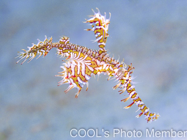 ニシキフウライウオ