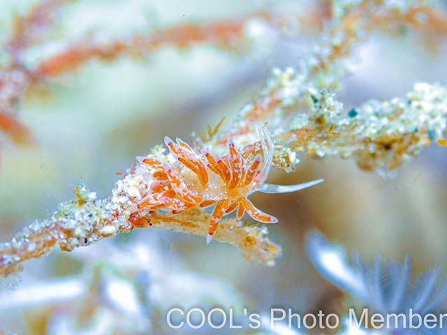 シロタエウミウシ属の一種75