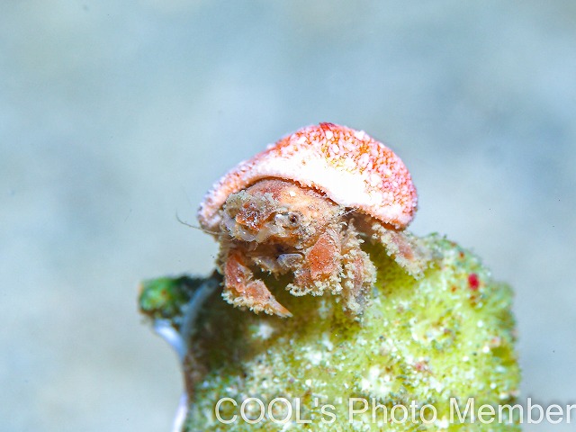 カイカムリの仲間