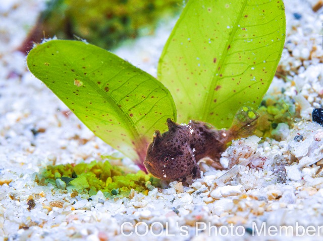 カエルアンコウの幼魚