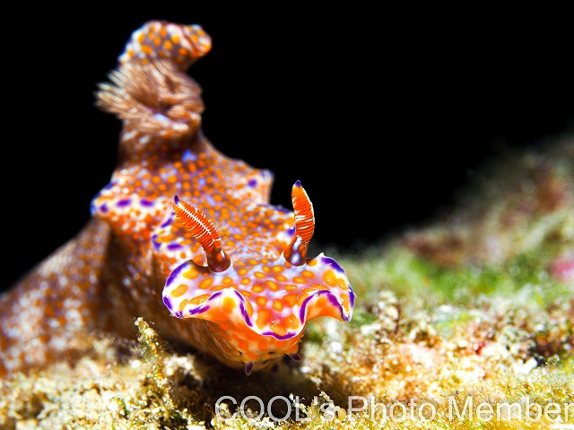 テヌウニシキウミウシ