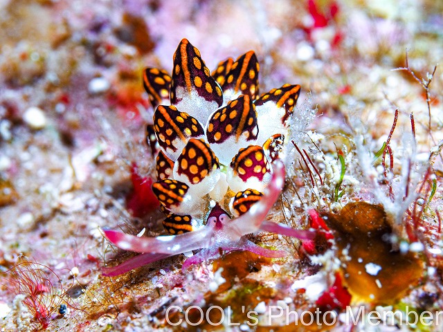 カノコウロコウミウシ