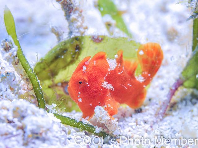 カエルアンコウの幼魚