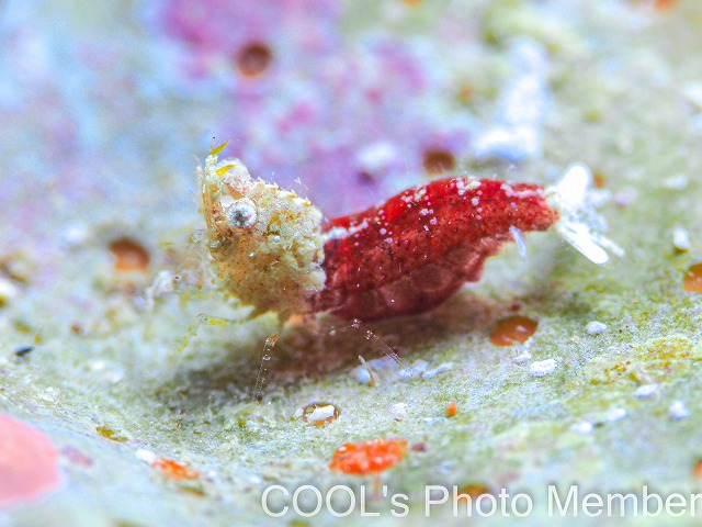 サシミシュリンプ