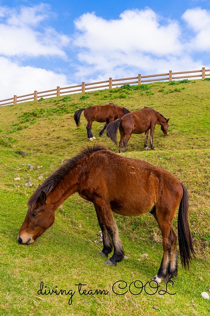 与那国馬