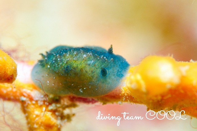 ミドリシタナシウミウシ