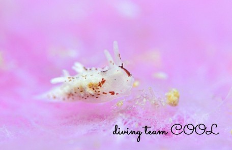 マーフィドーリス・プンクティキュラータ