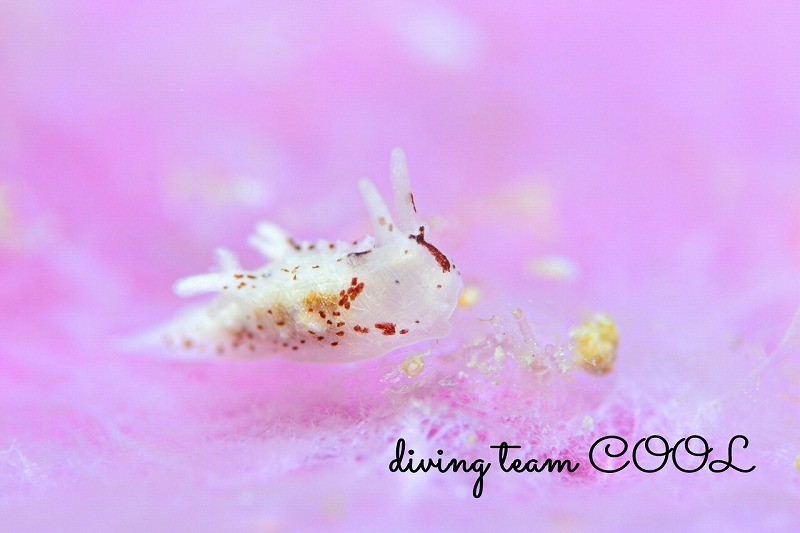 マーフィドーリス・プンクティキュラータ