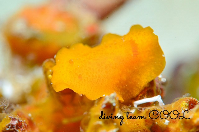 キイロクシエラウミウシ