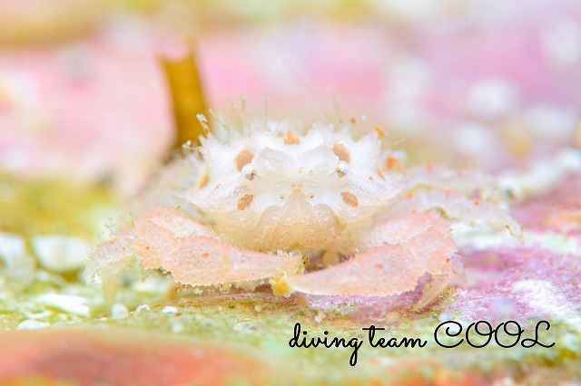 ヒノタマツブコブシ