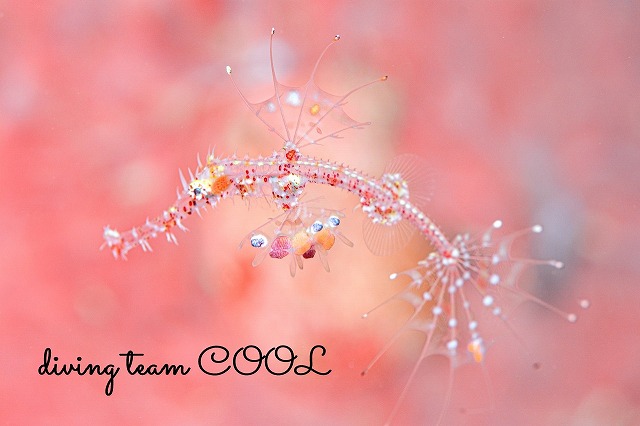 ニシキフウライウオ幼魚