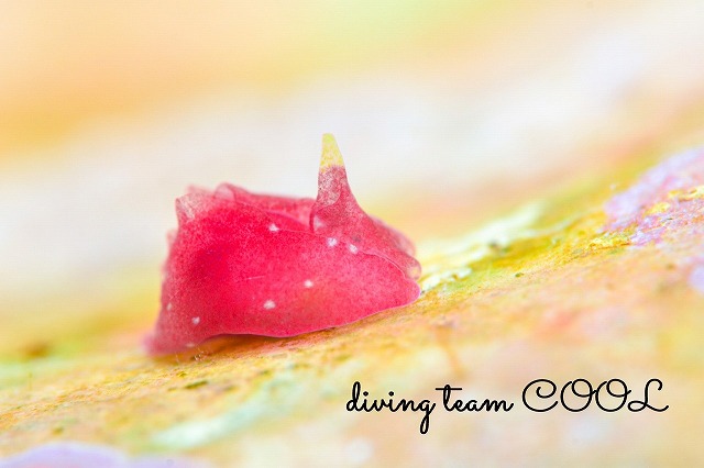 ムラサキウミコチョウ属の一種２