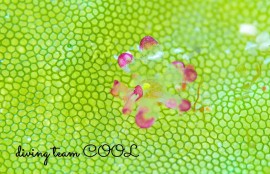 カノコウロコウミウシ