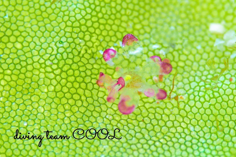 カノコウロコウミウシ