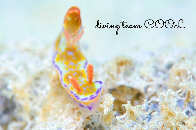 テヌウニシキウミウシ