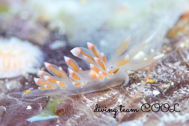 フウセンミノウミウシ