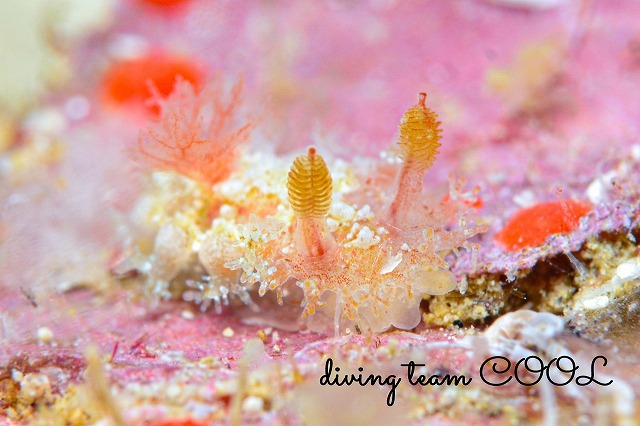 シロエダウミウシ