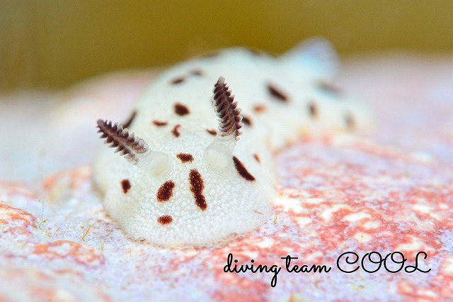 マイチョコウミウシ