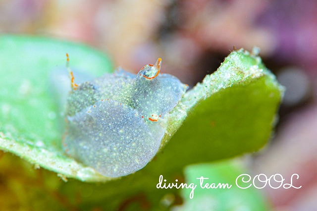 コンニャクウミコチョウ