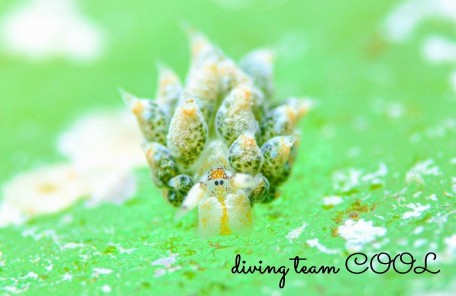 テングモウミウシ