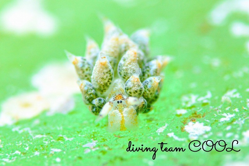 テングモウミウシ