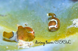 サクラダンゴウオ