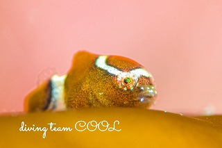 サクラダンゴウオ