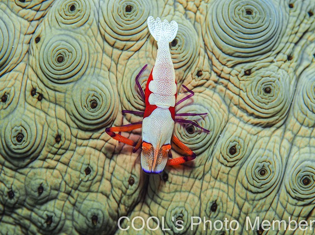 ウミウシカクレエビ