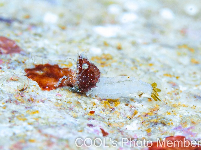 サシミシュリンプ