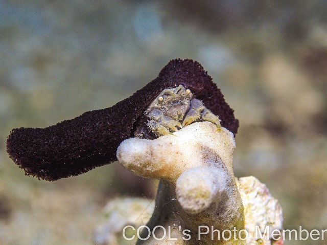 カイカムリの仲間