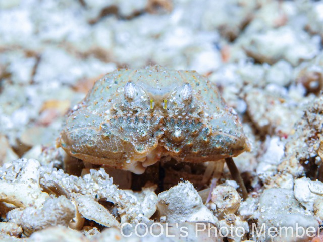 カラッパの仲間