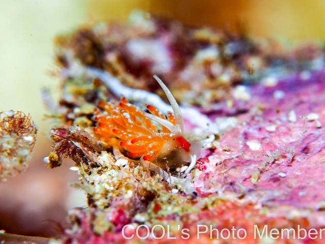 シロタエウミウシ属の一種75