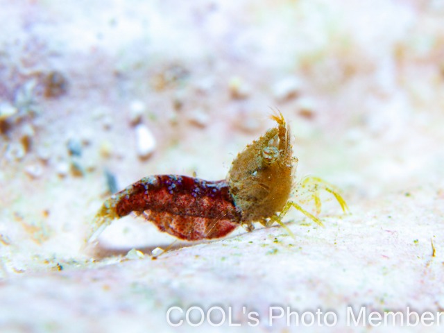 サシミシュリンプ