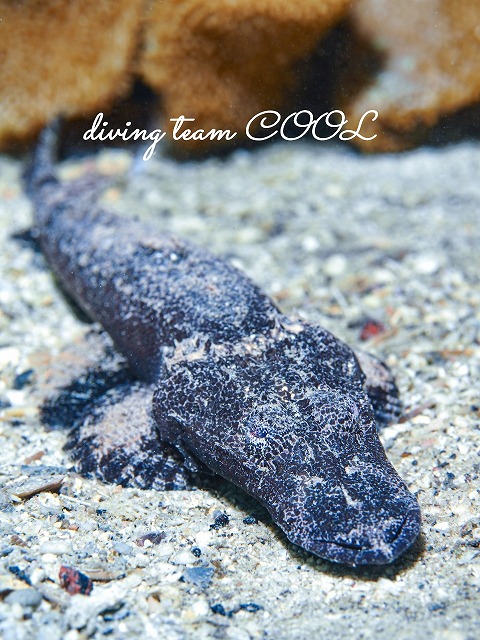 エンマゴチの幼魚