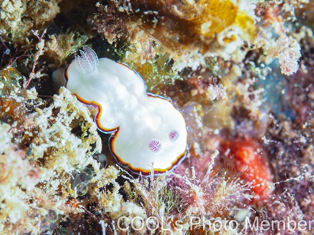 ハスイロウミウシ