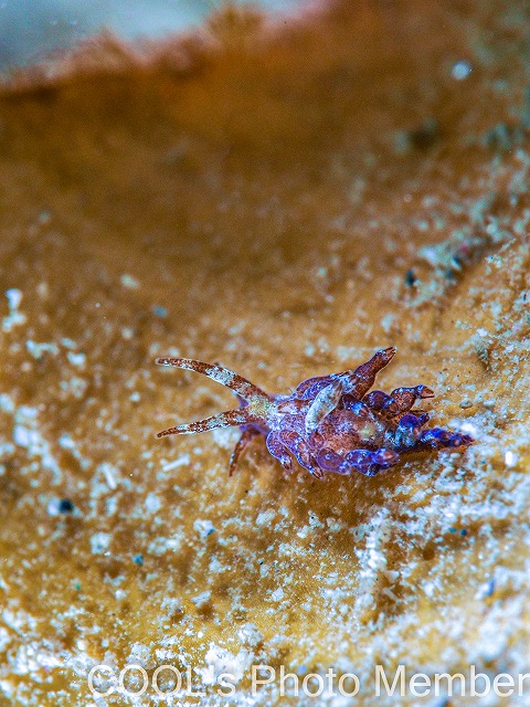 リーフミノウミウシ