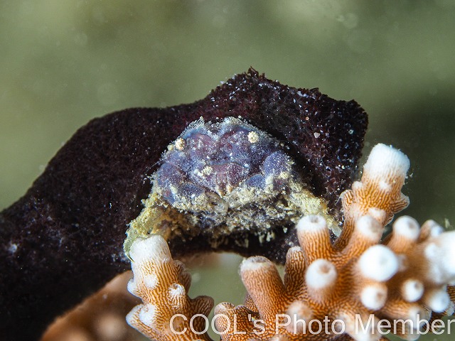 カイカムリの仲間