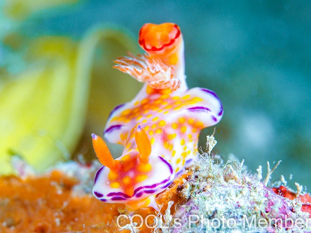 ニシキウミウシ