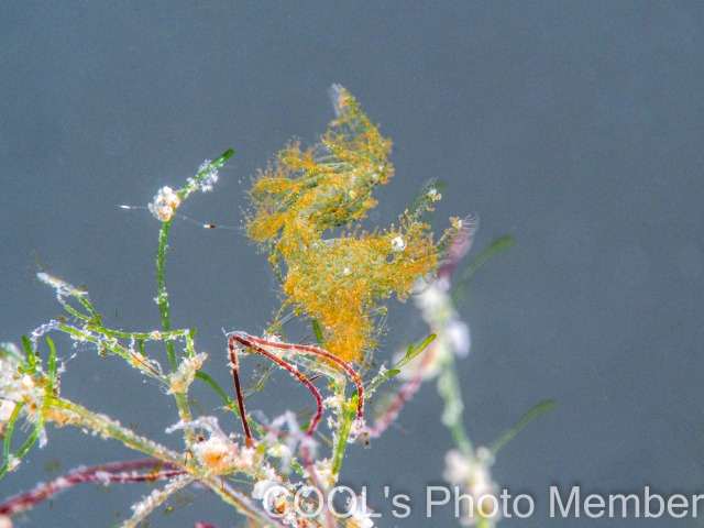 フィコカリス・シムランス