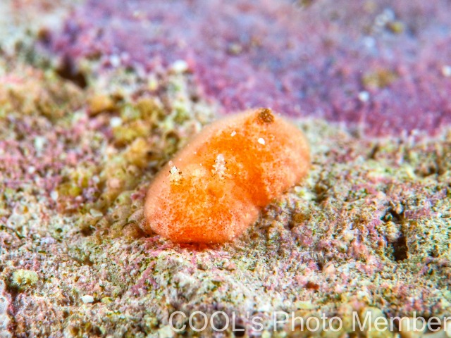 ヒメアカウミウシ