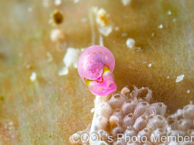 ブドウガイ科の一種11